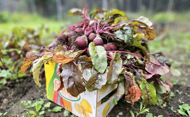 légumes dans une boîte